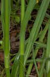 Hairyflower spiderwort